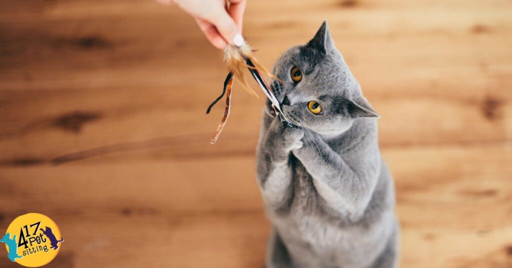 Purr-fectly Engaged: Creative and Affordable Ways to Entertain Your Feline Friend