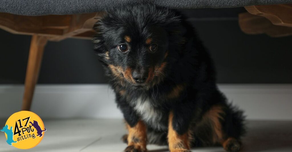 Keeping Your Fur Kids Safe: Crafting an Emergency Weather Plan