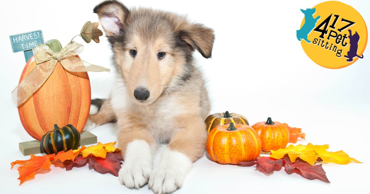 Tan and white puppy sitting laying down surrounded by pumpkins and Thanksgiving decorations.