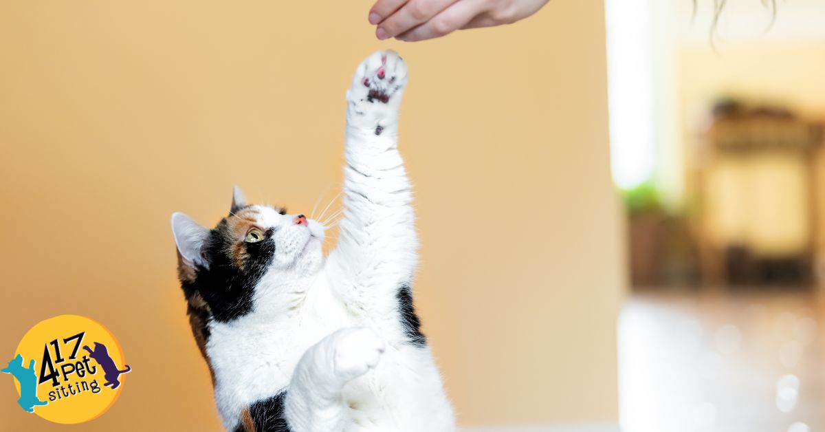 Multi-colored cat reaching for a homemade cat treat