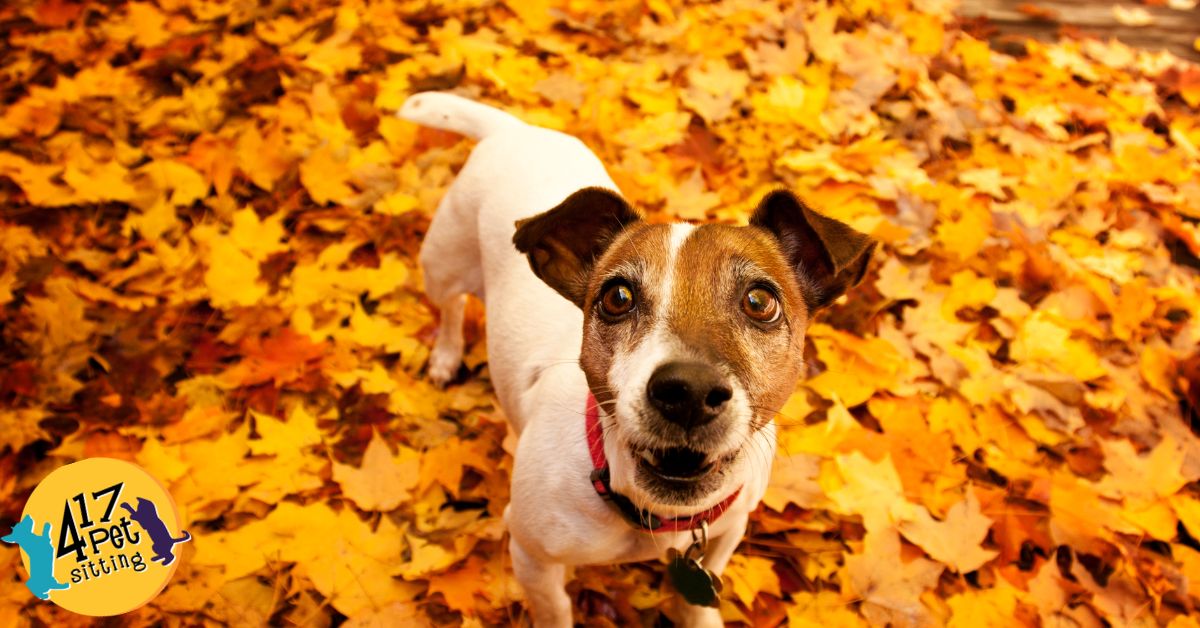 Brown and white small dog standing in a bed of fall leaves and looking at the camera.