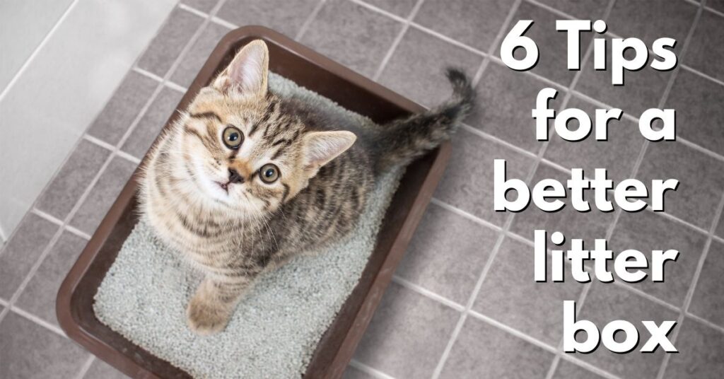 6 Tips for a Better Litter Box