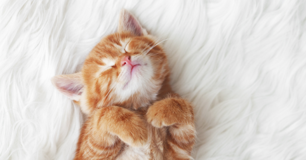 National Adopt a Cat Month