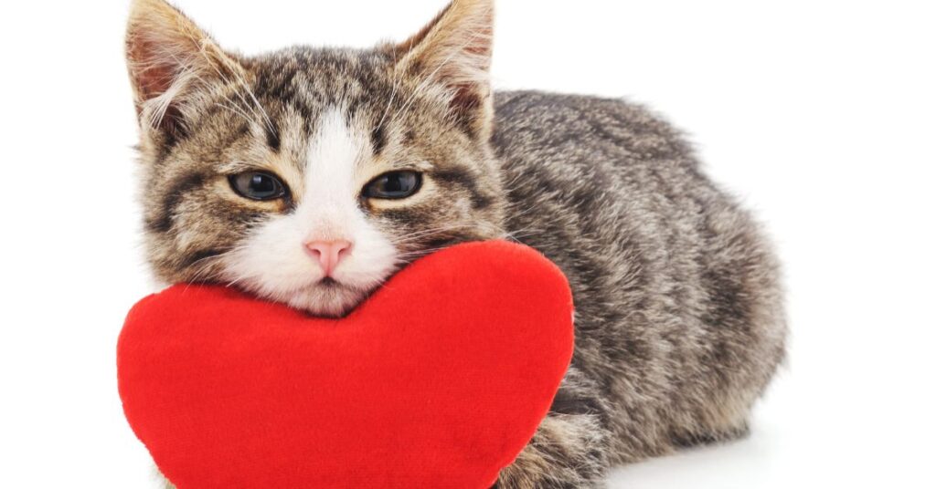 Does My Cat Even Like Me?