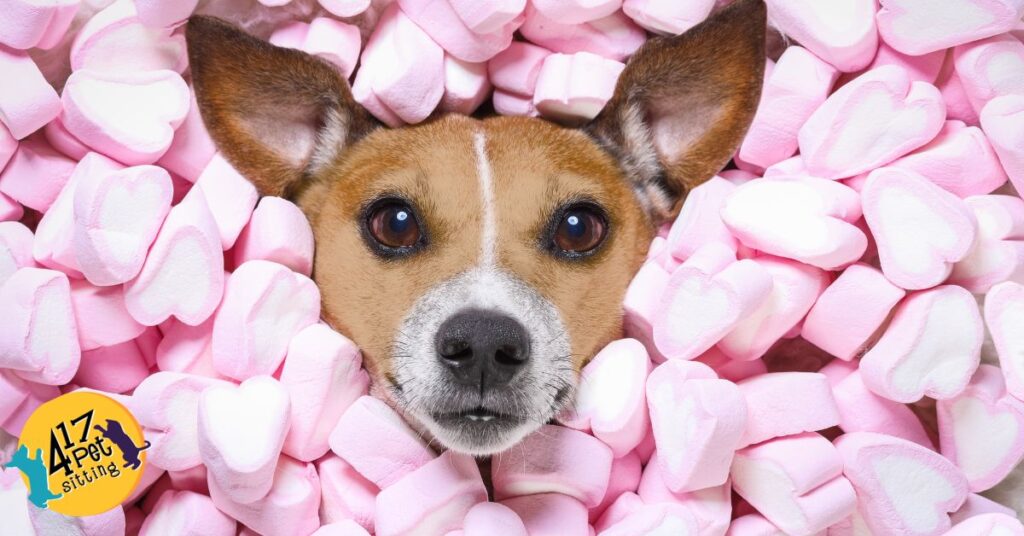 8 Reasons Your Pup is the Ultimate Valentine