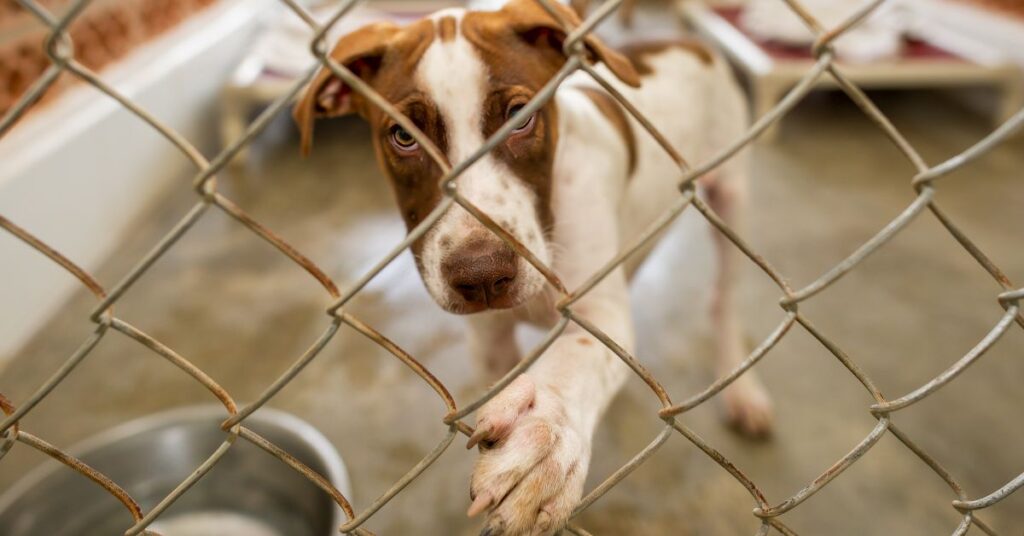 Becoming a Foster Pet Parent