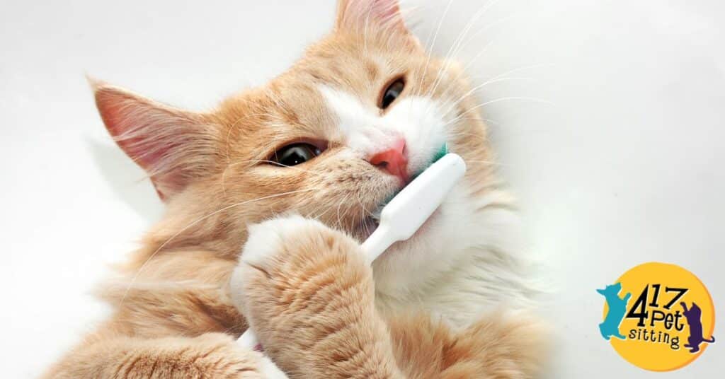 What Causes My Pet’s Bad Breath?