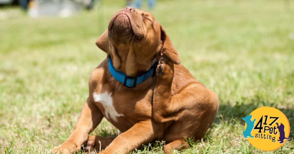 Protect Your Pets: A Guide to Winning the Battle Against Fleas & Ticks