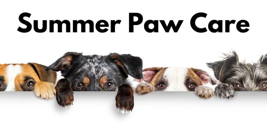 Paws Off the Pavement: How to Keep Your Dog’s Feet Happy This Summer