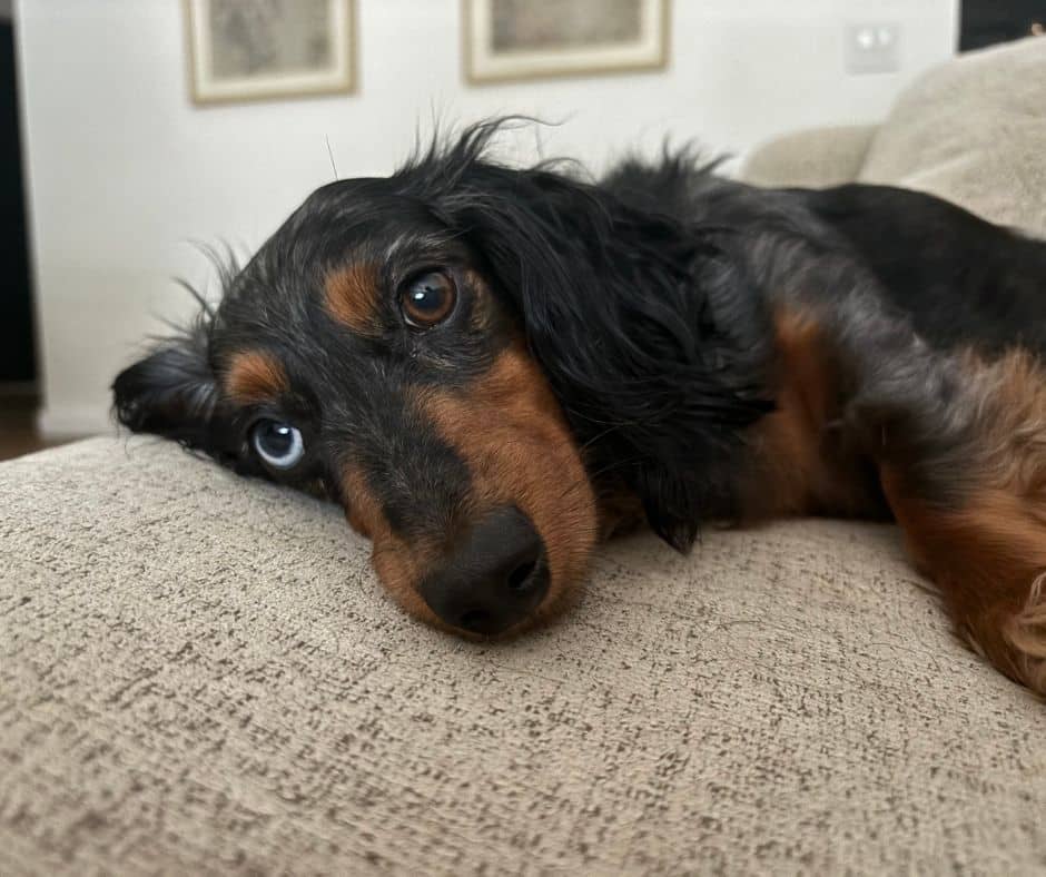 Black and tan longhaired dachshund relaxing with overnight pet sitting in Springfield, MO