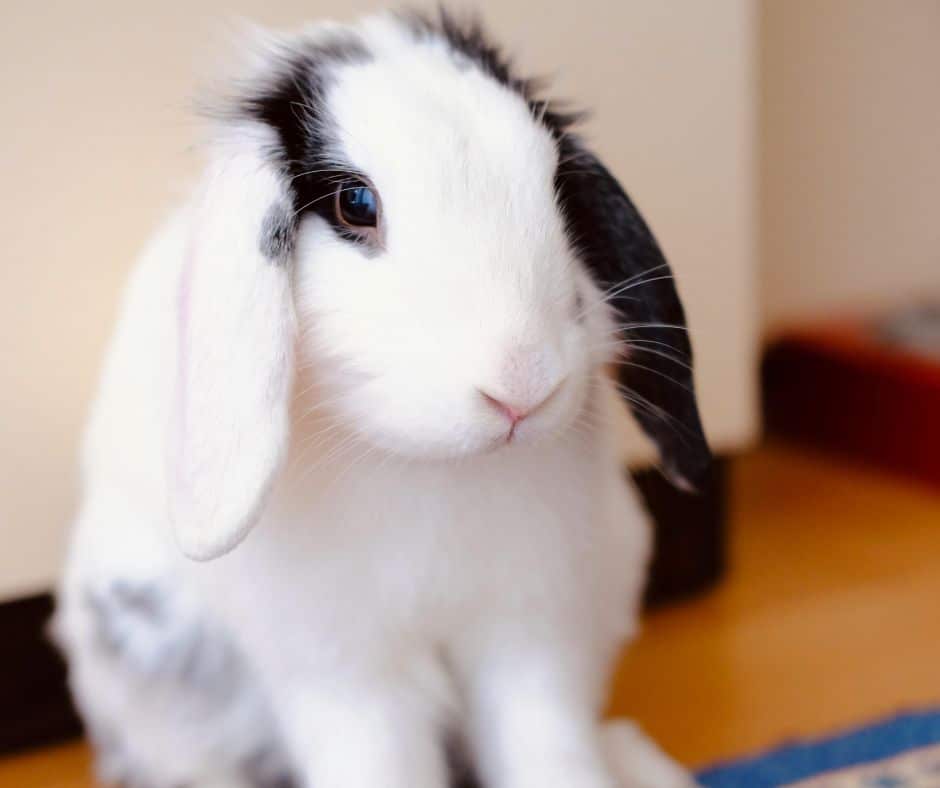 Black and white lop-eared rabbit sitting indoors during a daily visit by 417 Pet Sitting in Springfield, Missouri