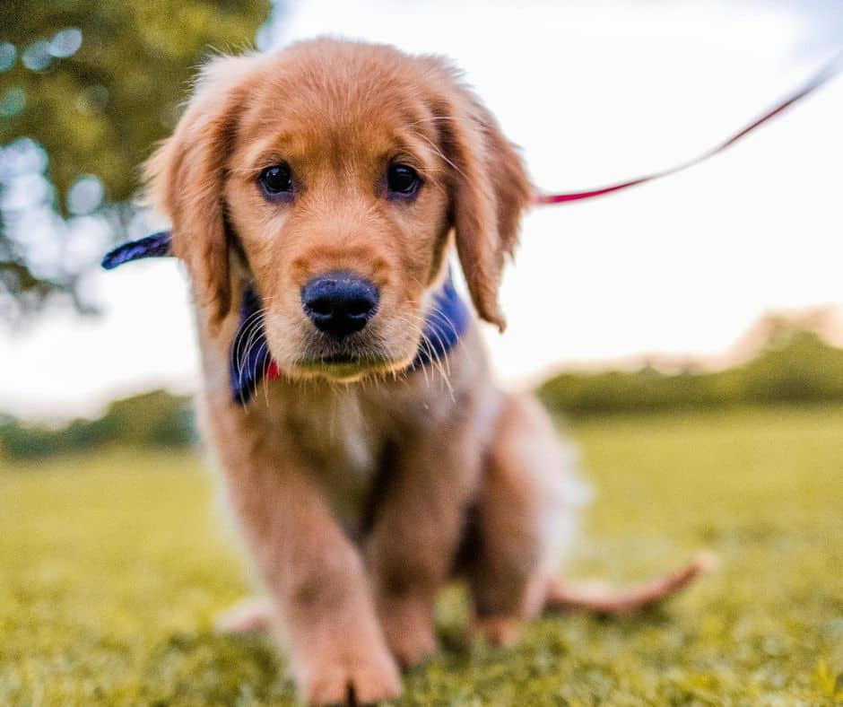Brown puppy during a dog walk with 417 Pet Sitting in Southwest Missouri