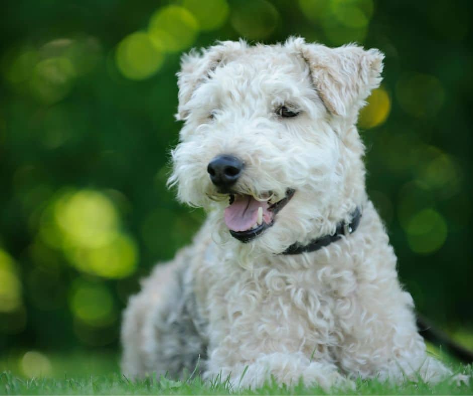 White puppy enjoying the outdoors during an dog walk with 417 Pet Sitting