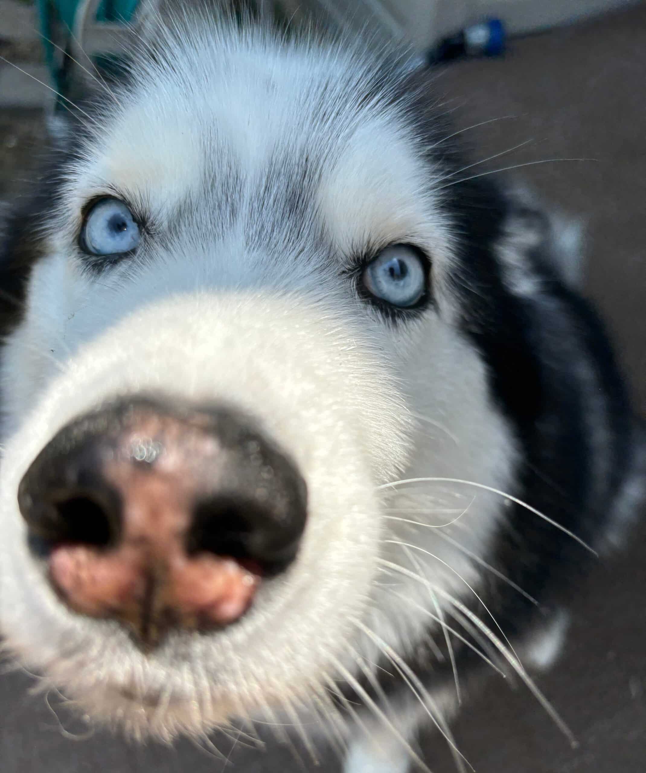 Black and white husky with blue eyes doing a nose boop to the camera during overnight pet sitting care