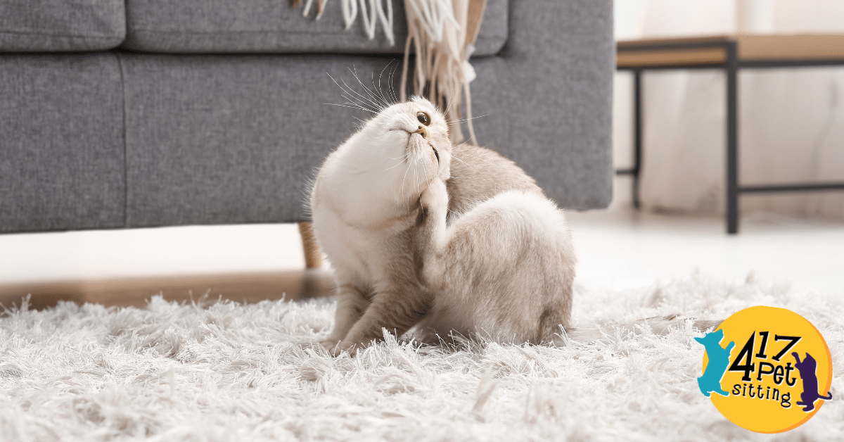 Flea & Tick Season in Southwest Missouri